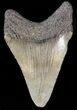 Megalodon Tooth - South Carolina #43588-1